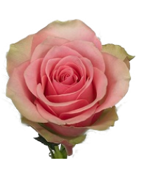 Belle Rose